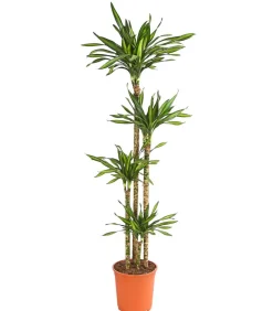 Drachenbaum - Dracaena fragrans 'Rikki'