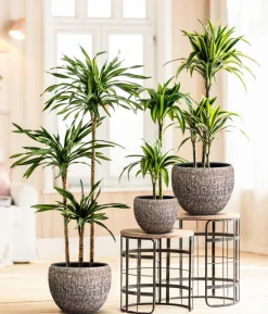 Drachenbaum - Dracaena fragrans 'Rikki'