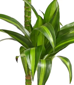 Drachenbaum - Dracaena fragrans 'Hawaiian Sunshine'