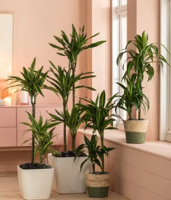 Drachenbaum - Dracaena fragrans 'Hawaiian Sunshine'