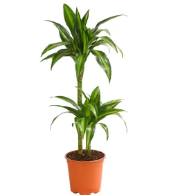 Drachenbaum - Dracaena fragrans 'Hawaiian Sunshine'