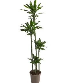 Drachenbaum - Dracaena fragrans var. Stedneri 'Golden Coast'