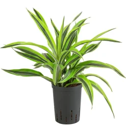 Drachenbaum - Dracaena 'Lemon Lime', Hydrokultur