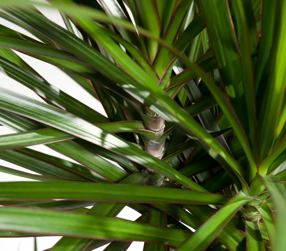Drachenbaum - Dracaena marginata, verzweigt