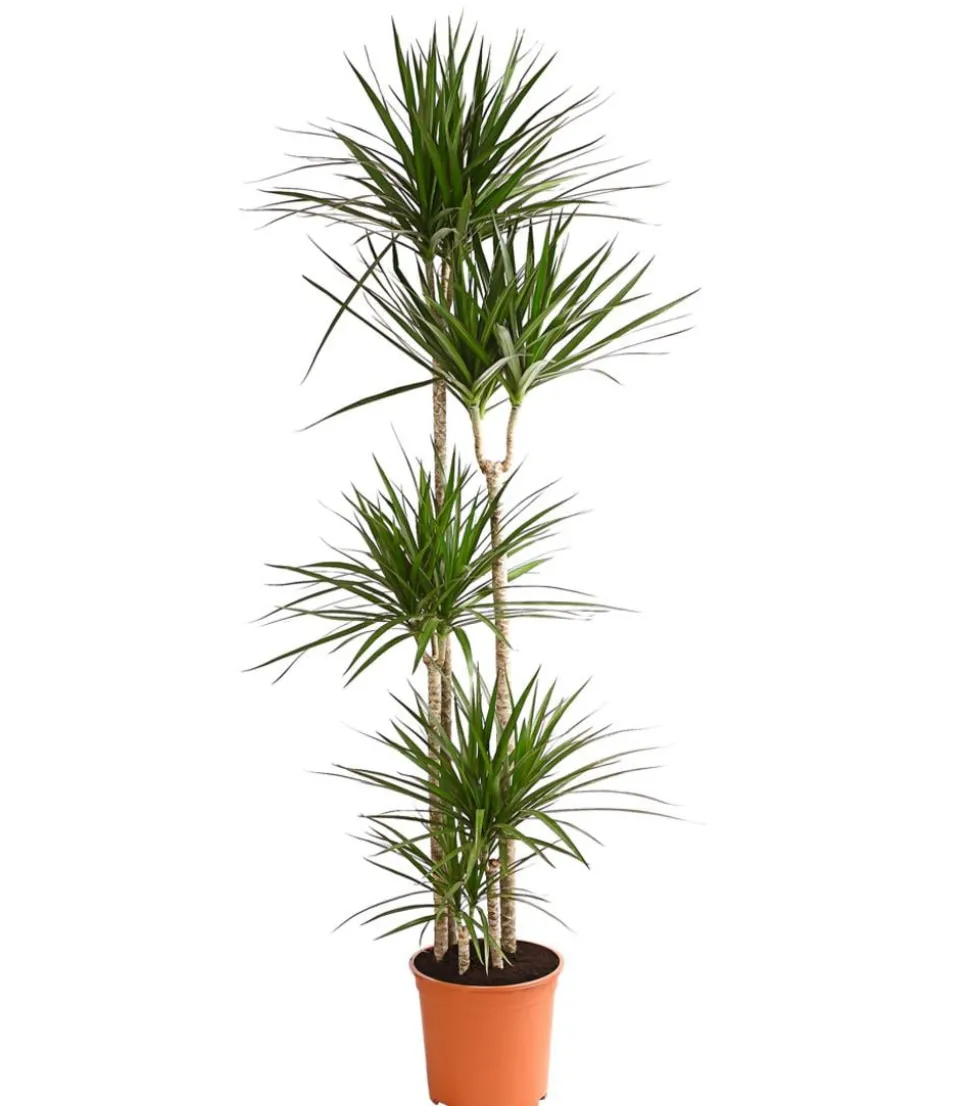 Drachenbaum - Dracaena marginata
