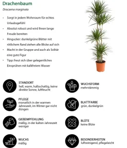 Drachenbaum - Dracaena marginata