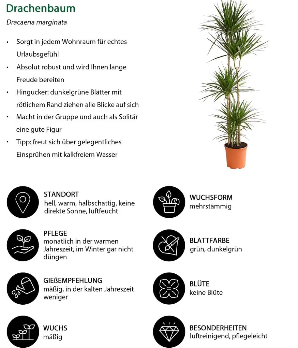 Drachenbaum - Dracaena marginata
