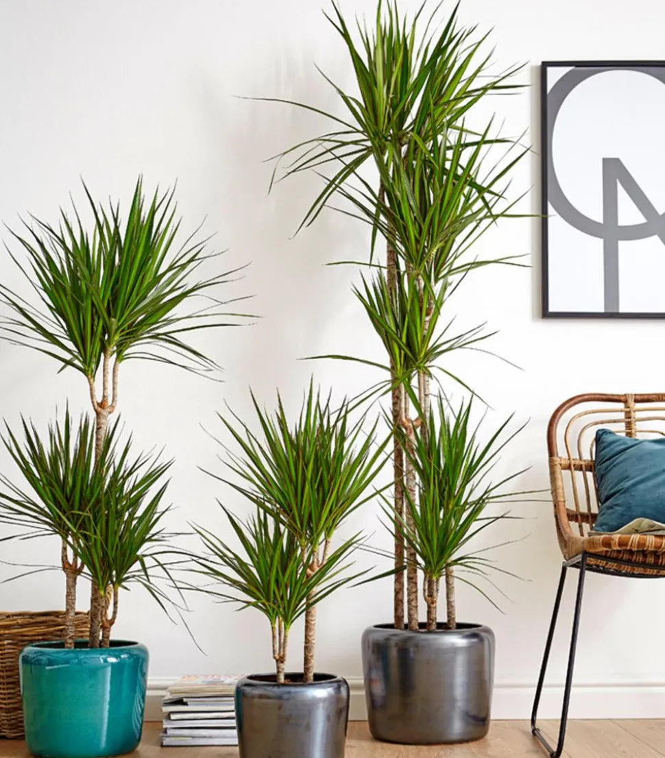 Drachenbaum - Dracaena marginata