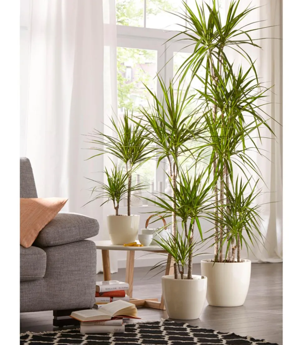 Drachenbaum - Dracaena marginata