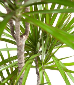 Drachenbaum - Dracaena marginata