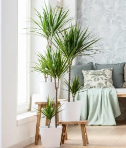 Drachenbaum - Dracaena marginata