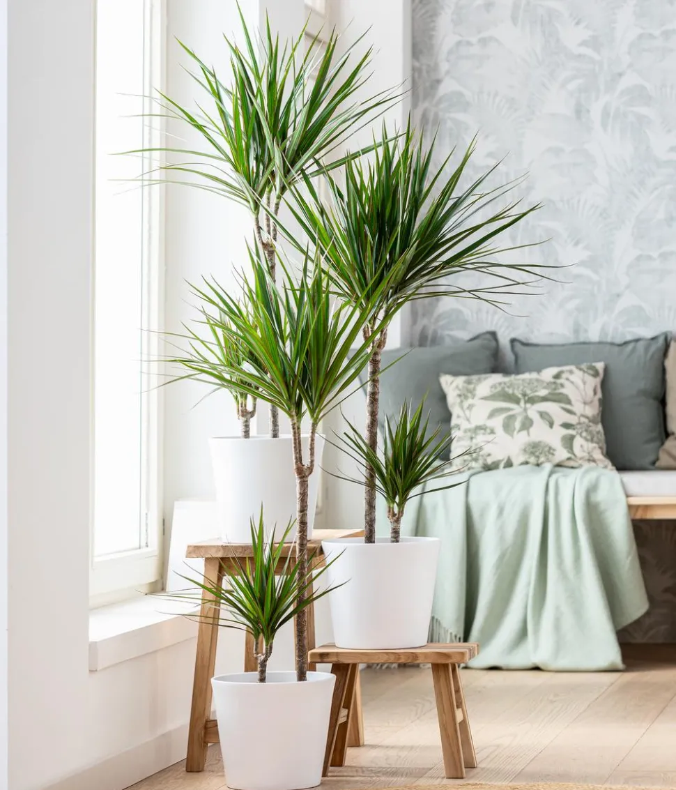 Drachenbaum - Dracaena marginata