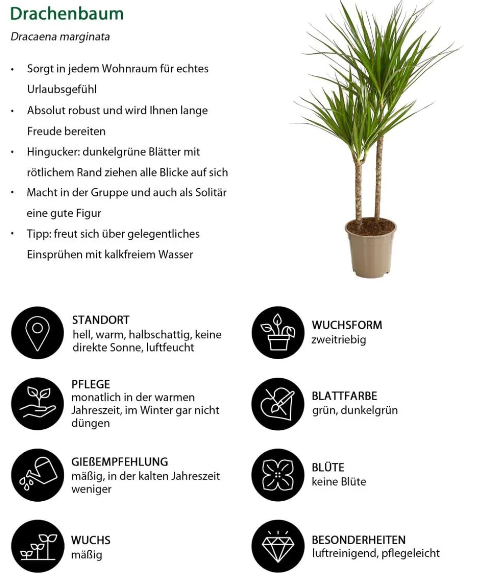 Drachenbaum - Dracaena marginata