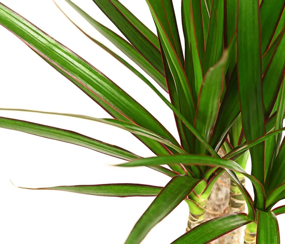 Drachenbaum - Dracaena marginata