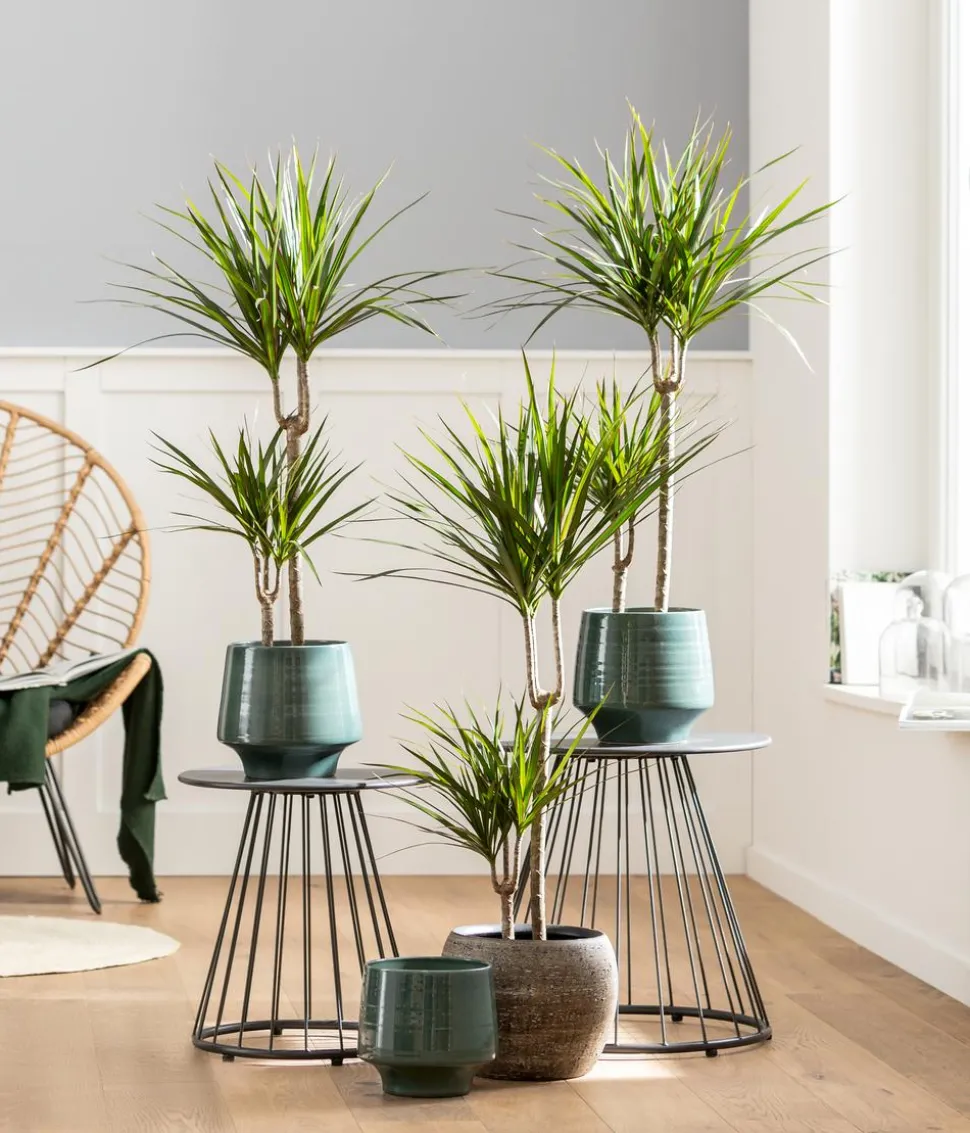 Drachenbaum - Dracaena marginata