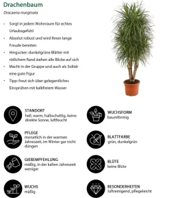Drachenbaum - Dracaena marginata