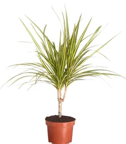 Drachenbaum - Dracaena marginata 'Sunray'