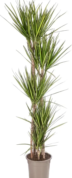 Drachenbaum - Dracaena marginata 'Sunray'