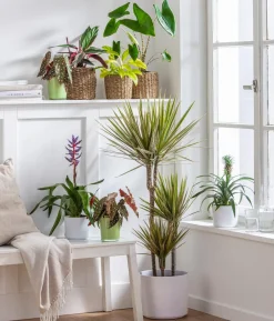 Drachenbaum - Dracaena marginata 'Bicolor'