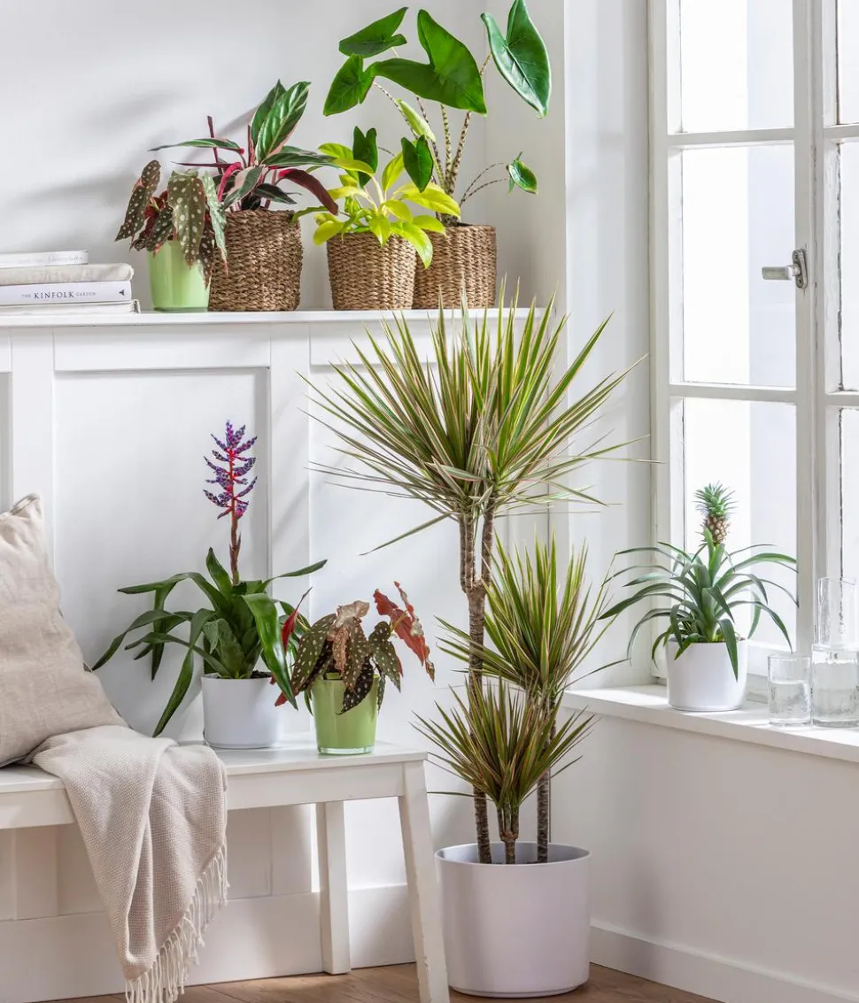 Drachenbaum - Dracaena marginata 'Bicolor'