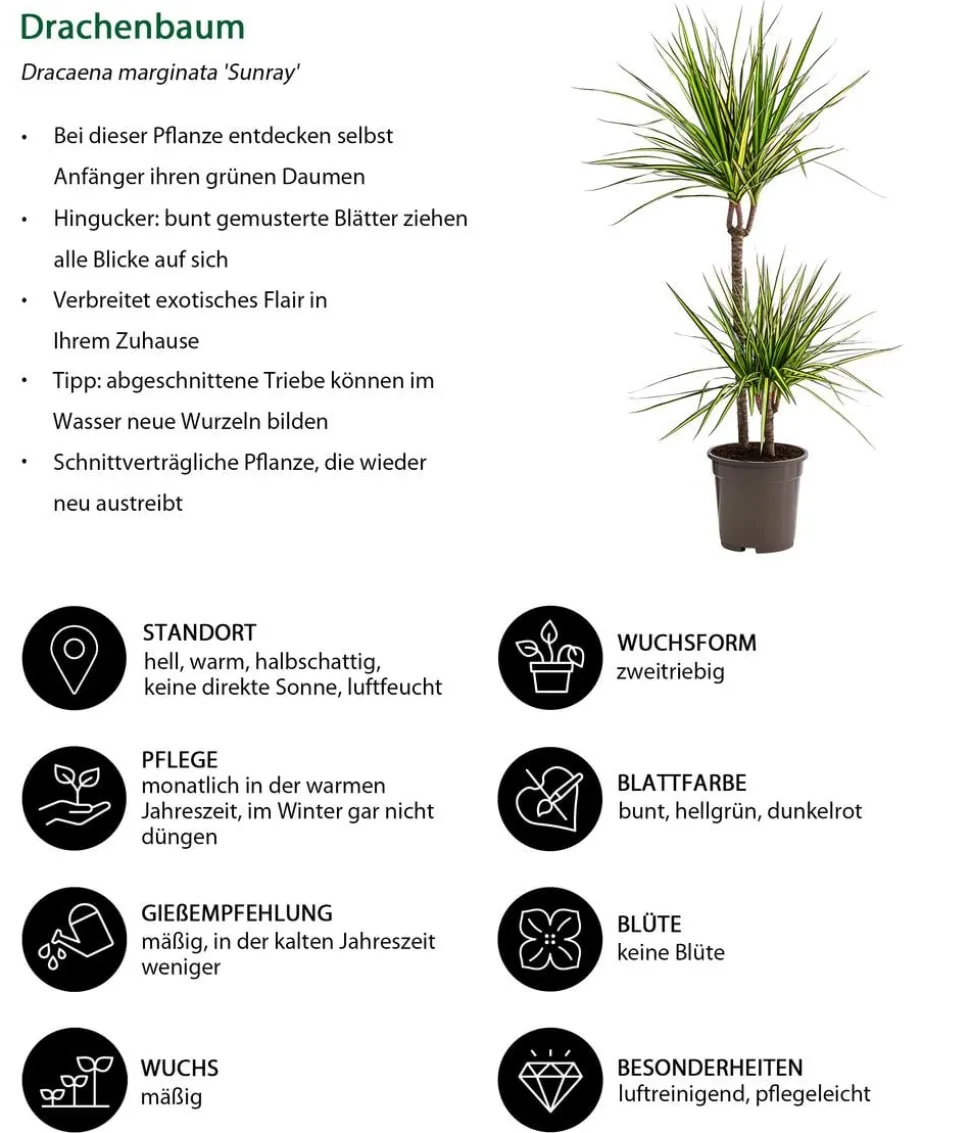Drachenbaum - Dracaena marginata 'Sunray'