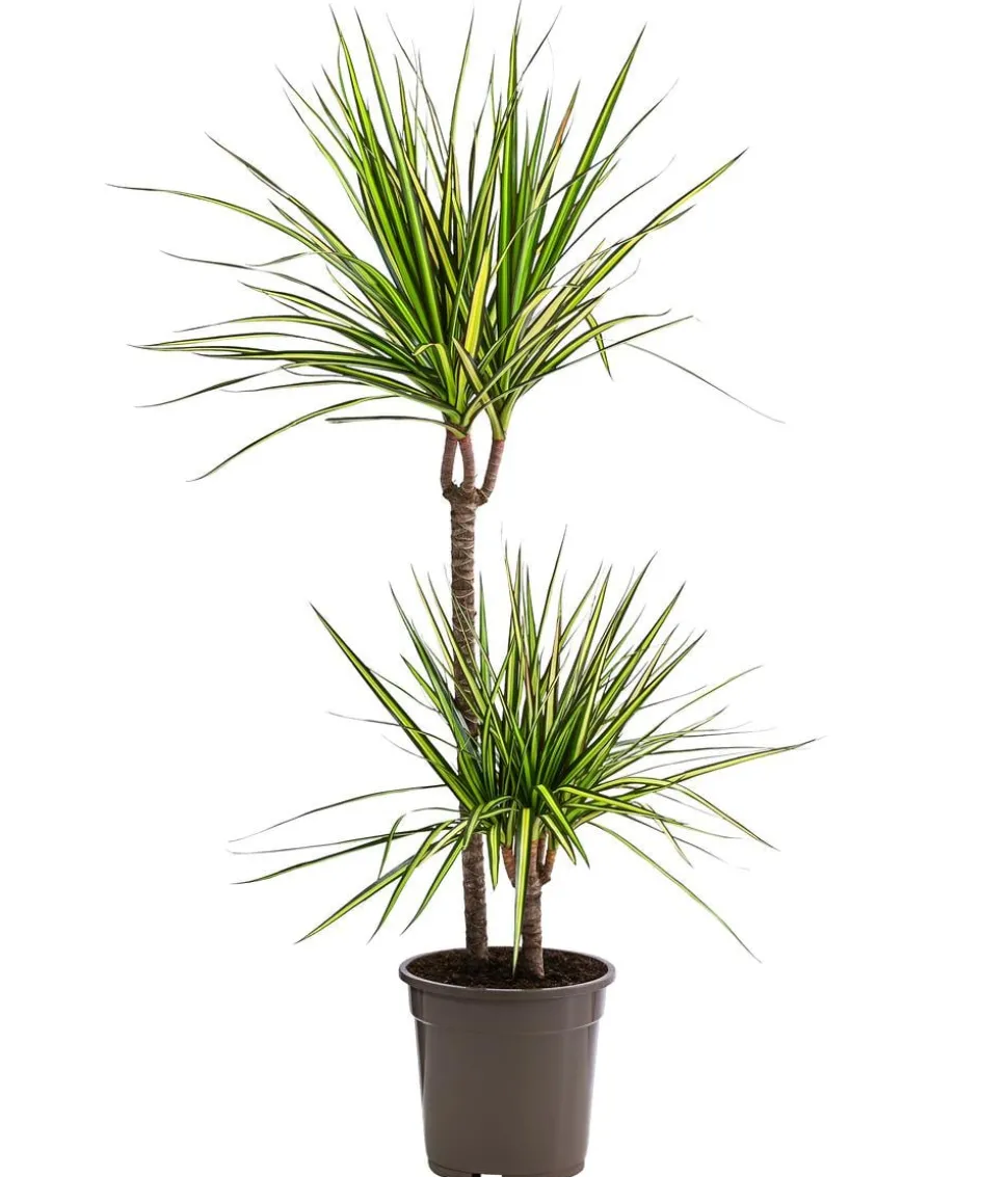 Drachenbaum - Dracaena marginata 'Sunray'