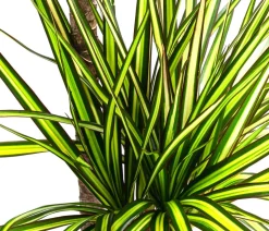 Drachenbaum - Dracaena marginata 'Sunray'