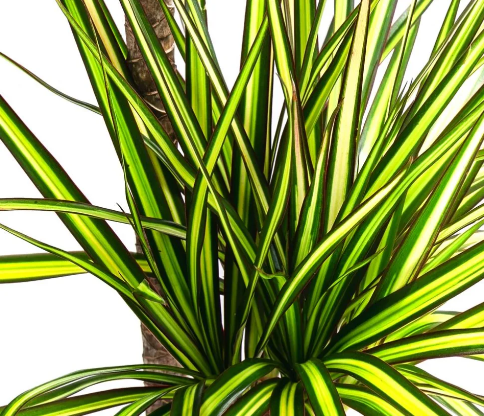 Drachenbaum - Dracaena marginata 'Sunray'