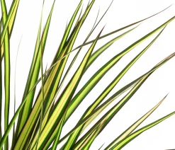 Drachenbaum - Dracaena marginata 'Sunray'
