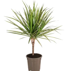 Drachenbaum - Dracaena marginata 'Sunray'