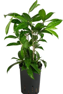 Drachenbaum - Dracaena surculosa, Hydrokultur