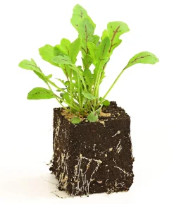 Drachenzungenrucola, 6er Schale