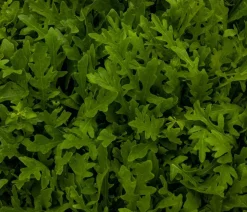 Drachenzungenrucola, 6er Schale