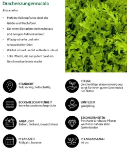 Drachenzungenrucola, 6er Schale