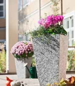 Drahtstrauch - Muehlenbeckia complexa
