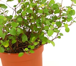 Drahtstrauch - Muehlenbeckia complexa