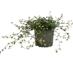 Drahtstrauch - Muehlenbeckia complexa 'Pink Camouflage'