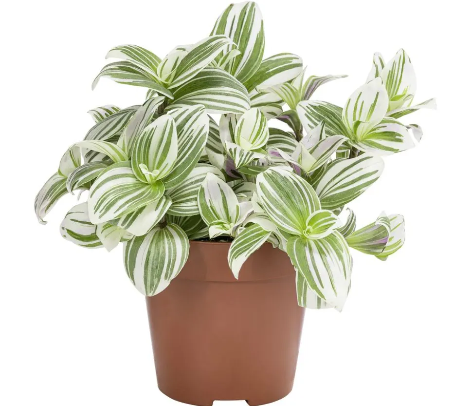 Dreimasterblume - Tradescantia zebrina 'Brightness'
