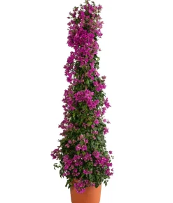 Drillingsblume, Pyramide/Spalier