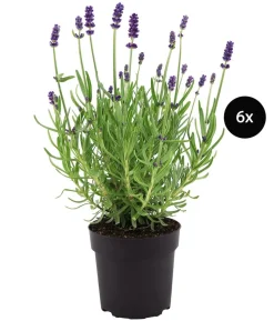 Duftlavendel, 6er-Set