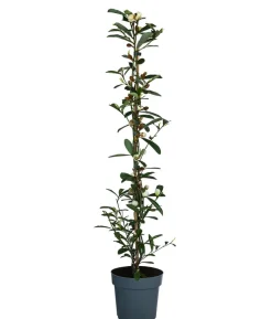 Duft-Magnolie 'Vanilla Pearls'