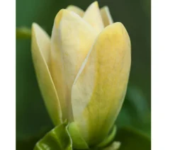 Duft-Magnolie 'Yellow Bird'
