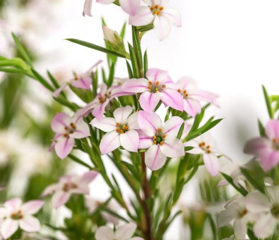 Duftsternchen - Boronia anemonifolia