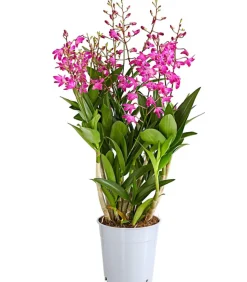Duft-Traubenorchidee - Dendrobium kingianum 'Berry'