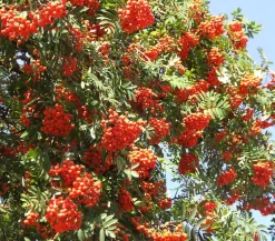 Eberesche 'Edulis'