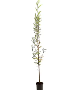 Eberesche 'Edulis'