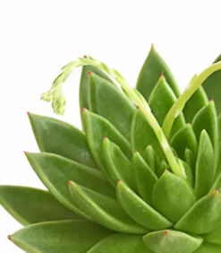Echeverie - Echeveria agavoides