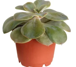 Echeverie - Echeveria Hybride, verschiedene Sorten