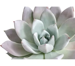 Echeverie - Echeveria-Hybride 'Mexican Giant'