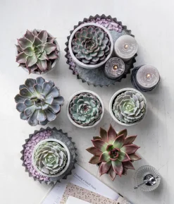 Echeverie - Echeveria Hybride, verschiedene Sorten